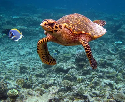 Diving in the Maldives. Incredible underwater life and atmosphere on a  diving safari. - YouTube