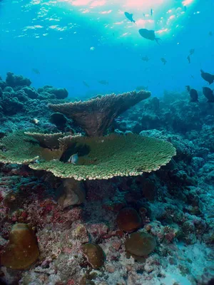 Невероятный захватывающий дайвинг в завораживающей своей фауной бухте на  Мальдивах 🪸🐠🤿 Our amazing first diving 🪸🐟🤿 | Instagram