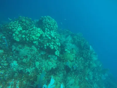 Дайвинг и снорклинг в Доминикане: споты, цены, подводный мир