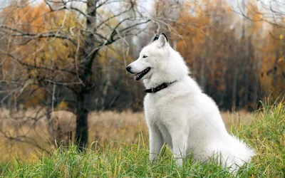 Восточносибирская лайка - все о собаке, 7 минусов и 7 плюсов породы