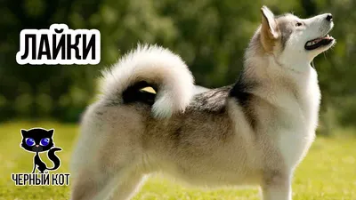 Лайка: фото собаки, разновидности, описание пород, цена щенков и уход
