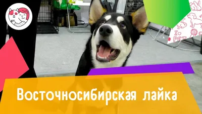 Лайки дальневосточные – купить в Красноярске, цена 1 000 руб., продано 25  марта 2017 – Собаки