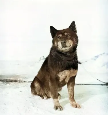Найден чёрно-белый пёс на Дальневосточном проспекте | Pet911.ru