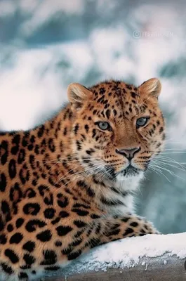 Дальневосточный леопард. Фотограф Владимир Сафонов