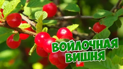 Вишня | Питомник саженцев ДОБРЫЙ САД | Воронеж