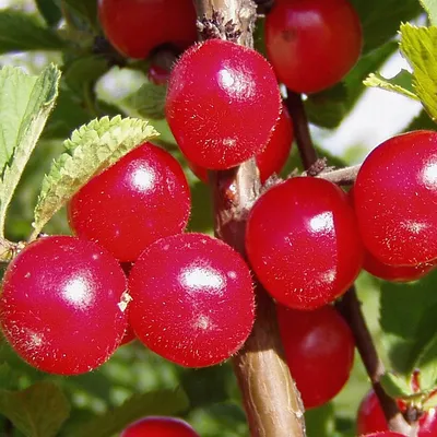 Вишня войлочная посадка и уход, полезные свойства | GreenMarket