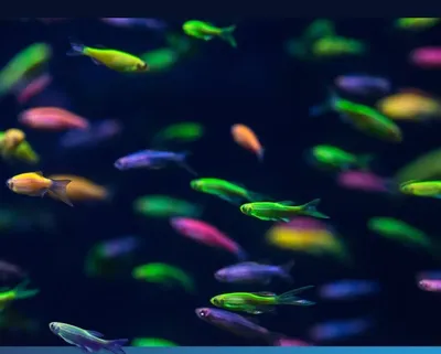 Данио рерио ГлоФиш (Danio rerio GloFish) 5 | Фотография