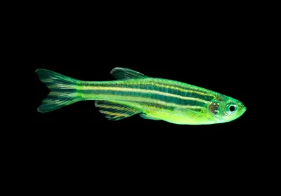 Данио GLOFISH салатовый (Danio GLOFISH) оптом от производителя