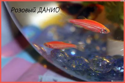 Данио рерио (Золотая форма) (Danio rerio var.) | Aquarium-Style