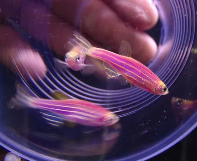 Купить Данио салатовое электричество Danio GloFish- Danio.com.ua