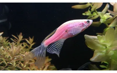 Данио GLOFISH синий (Danio GLOFISH) купить оптом в Украине