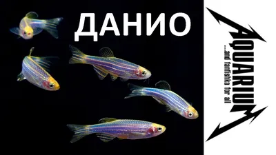 Данио рерио (GloFish) Зеленый светящийся - купить в интернет-магазине Лавка  Аквариумиста