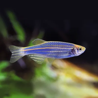 Данио розовый (Danio roseus) | Aquarium-Style