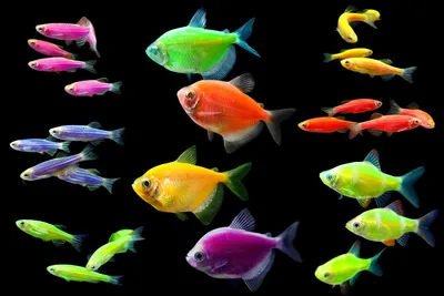 Купить Данио Глофиш (GloFish) аквариумную рыбку с доставкой по Украине - ИМ  Акварыбки