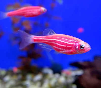 Данио рерио (GloFish) Зеленый светящийся купить оптом в Санкт-Петербурге