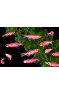 Светящиеся флуоресцентные рыбки ГлоФиш-GloFish