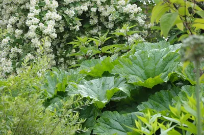 Дармера щитовидная - Пельтифиллум - Травянистые растения для открытого  грунта - GreenInfo.ru