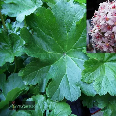 Садовые растения от А до Я. Дармера щитовидная | Растения от Катерины | Дзен