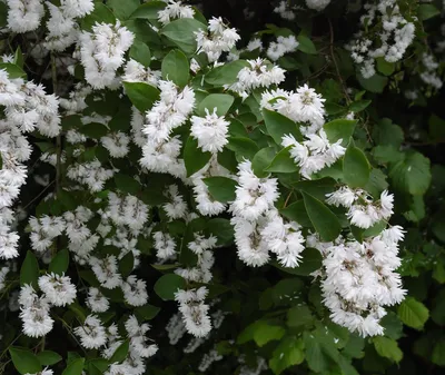 Кустарники: Дейция шершавая Кандидиссима \"Deutzia scabra Candidissima\"