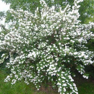 Дейция шершавая махровая (Deutzia scabra Plena) - Питомник роз