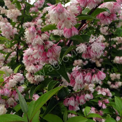 Дейция шершавая Кандидиссима. (Deutzia scabra Candidissima) C3 купить в  интернет-магазине ЦВІТСАД с доставкой по Украине