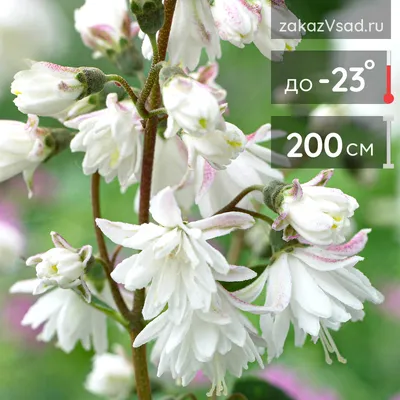 Дейция изящная Никко (Deutzia gracilis Nikko) - «Соцветия в виде махровых  ландышей. Багряная листва осенью. Дейция изящная Никко (Deutzia gracilis  Nikko). » | отзывы