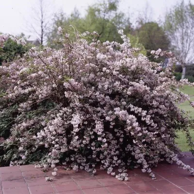 Купить Дейция гибридная 'Монт Роуз' / Deutzia hybrida 'Mont Rose' с  доставкой в Подмосковье в Сергиевом Посаде в питомнике АгроПАРК