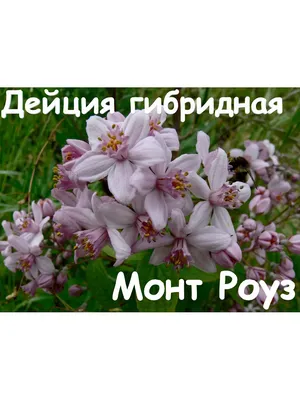Дейция гибридная \"Моунт Роуз\" (Mont Rose) - купить с доставкой почтой по  Минску и Беларуси - Zelensad