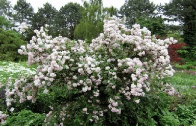 Дейция гибридная Монт Роуз. Краткий обзор, описание характеристик  deutzia?hybrida Mont Rose - YouTube