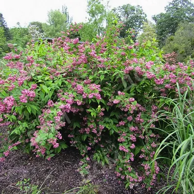 Дейция гибридная Монт Роуз (Mont Rose, Мон Роз) (DEUTZIA HYBRIDA Mont Rose)  - описание сорта, фото, саженцы, посадка, особенности ухода. Дачная  энциклопедия.