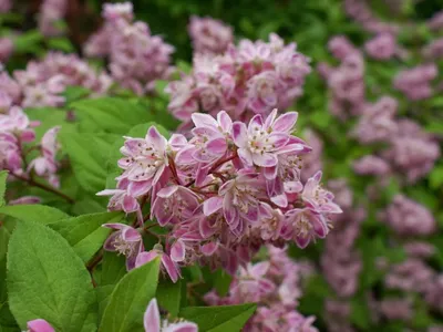 Deutzia x hybrida 'Монт Роуз' — Растения Оптовая FlorAccess