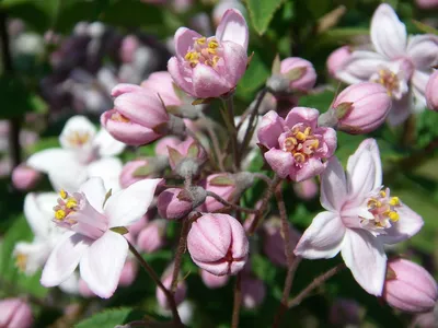 Дейція Строберрі Філдс /Deutzia hybrida 'Strawberry Fields'в конт.5л -  купить по лучшей цене в Полтаве от компании \"Сад Полтавы\" - 1104975287