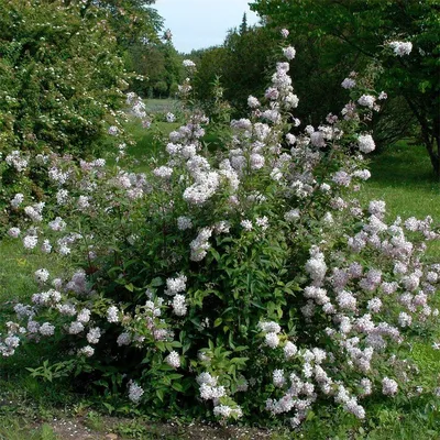 Дейция гибридная \"Mont Rose\" купить в питомнике растений с доставкой по  Самаре и Самарской области, саженцы, выращивание, посадка и уход
