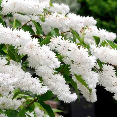 Дейция шершавая Candidisima - Дейция - GardenPlants