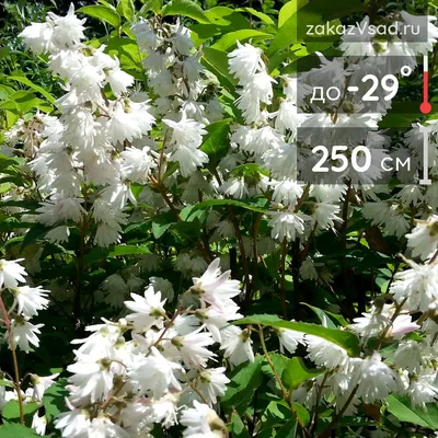 Дейция шершавая (шероховатая)/Deutzia scabra - Дейция/Deutzia - Садовый  центр ЛЕТО