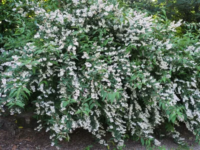 Дейция шершавая, deutzia scabra