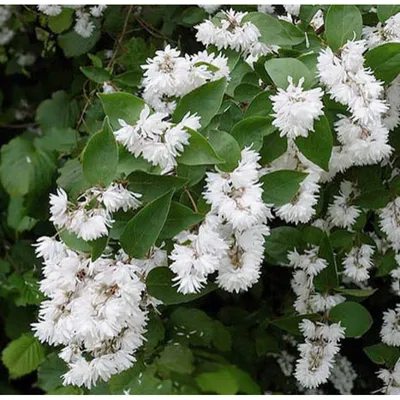 Кустарники: Дейция шершавая Прайд оф Рочестер \"Deutzia crenata Pride of  Rochester\"