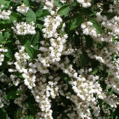 Дейция шершавая (Deutzia scabra)