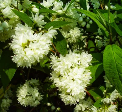 Дейция шершавая (Deutzia scabra) - PictureThis