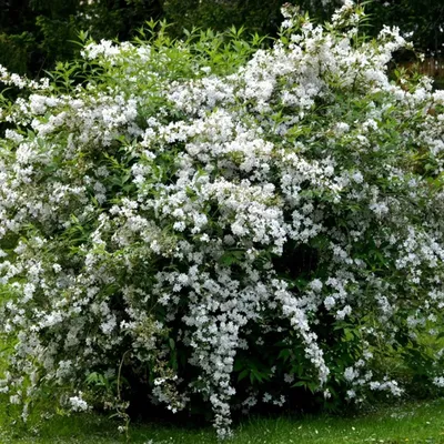 Дейция шершавая Кандиссима Deutzia scabra Candidissima