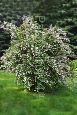 Дейция шершавая белейшая (Deutzia scabra var. candidissima) купить