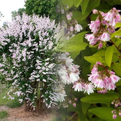 Дейция шершавая, deutzia scabra