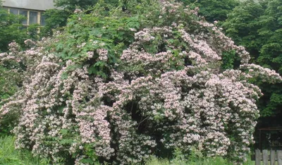 Дейция шершавая Deutzia scabra Candidissima - Diamond Garden