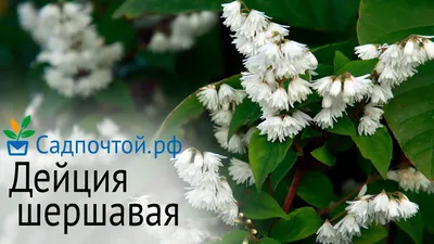 Дейция шершавая (Deutzia scabra) — ОГСАУ «Лесопожарный центр»