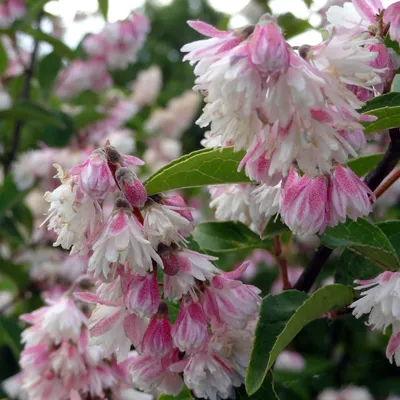 Дейция шершавая белейшая (Deutzia scabra var. candidissima) купить