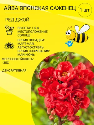 Айва японская купить в питомнике растений с доставкой по Самаре и Самарской  области, саженцы, выращивание, посадка и уход