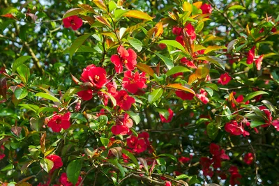 Айва японская, Chaenomeles japonica