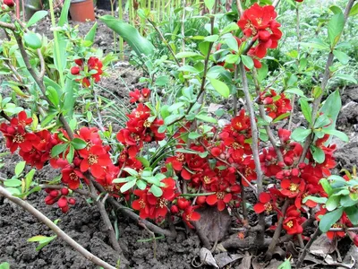 Arboretum Айва Японская или Хеменомелес