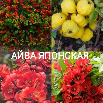 Айва японская