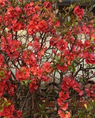 Chaenomeles speciosa 'Scarlet Storm', Айва прекрасная 'Скарлет  Сторм'|landshaft.info